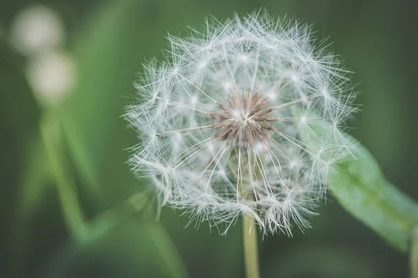 Nahaufnahme einer schönen Löwenzahnblüte, die in einem Wald mit einem unscharfen natürlichen Hintergrund wächst — Stockfoto