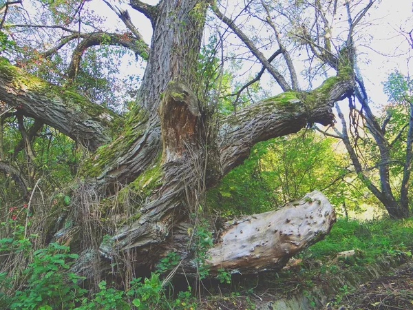 Bela paisagem de uma floresta no campo — Fotografia de Stock