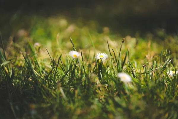 Primer plano de flores en un campo cubierto de hierba en un día suuny en el parque Golden Gate en SF —  Fotos de Stock