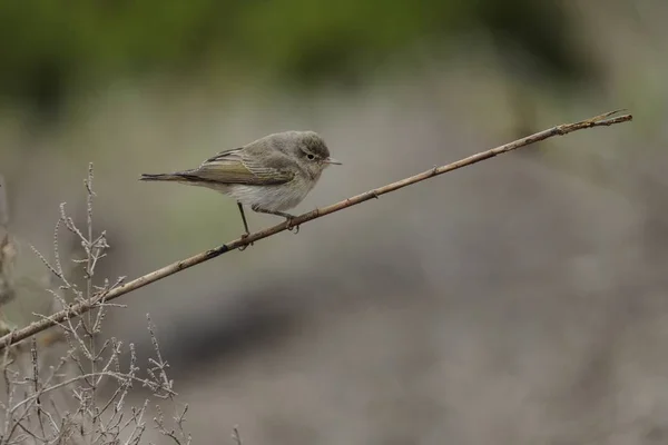 Östra Bonellis Warbler Phylloscopus Orientalis Vårflyttning Stannar Till Vid Ghadira — Stockfoto