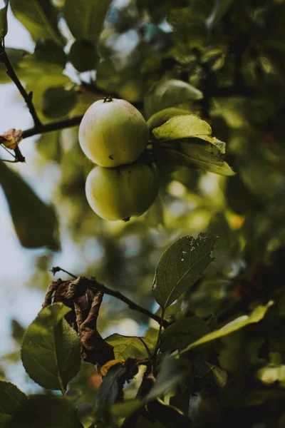 Vertikal bild av två gröna äpplen på en trädgren med suddig natur bakgrund — Stockfoto