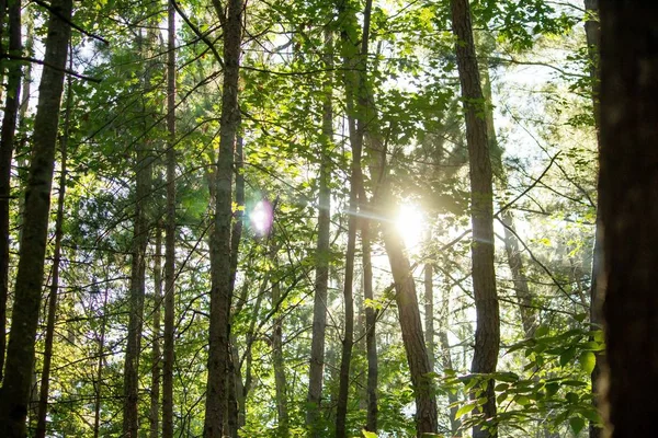 키가 큰 숲 나무를 통해 빛나는 태양 — 스톡 사진