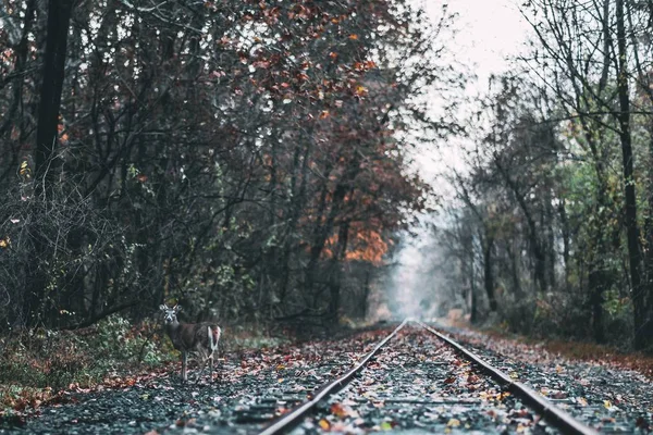 Мбаппе сфотографировал железную дорогу в лесу во время падения — стоковое фото