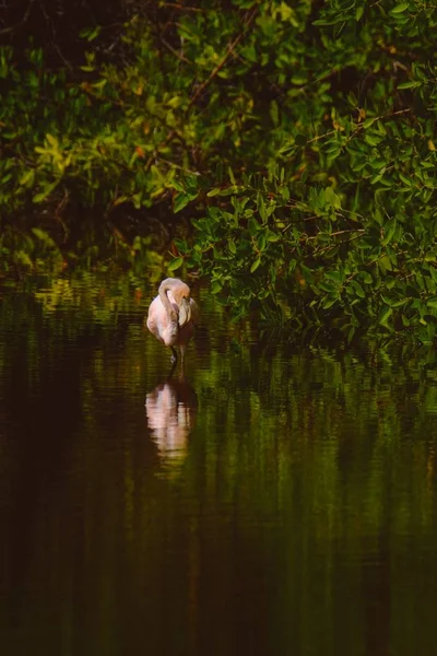 Vertikale Aufnahme eines im Wasser stehenden Flamingos mit Bäumen im Hintergrund — Stockfoto