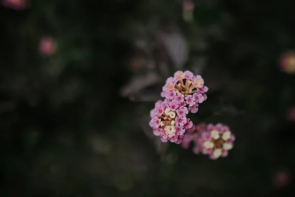 Primer plano de hermosas flores lila floreciendo en un jardín —  Fotos de Stock