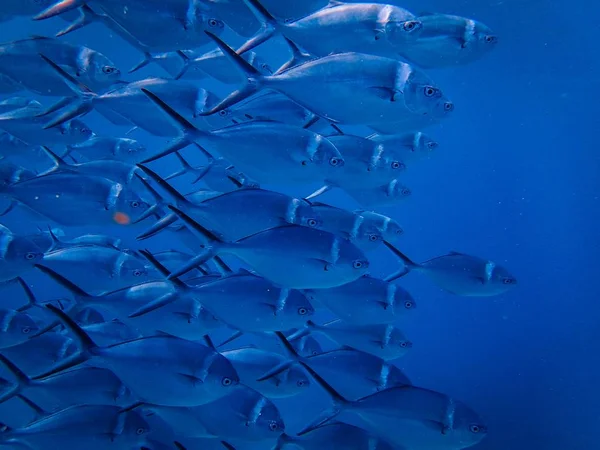 Närbild av en flock fisk — Stockfoto
