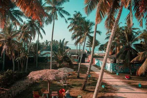 Vysoké palmy ve vesnici s malými domky a cestičkou v jihovýchodní Asii — Stock fotografie