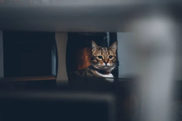 Bonito tiro de um gato peludo doméstico tabby com olhos solitários — Fotografia de Stock