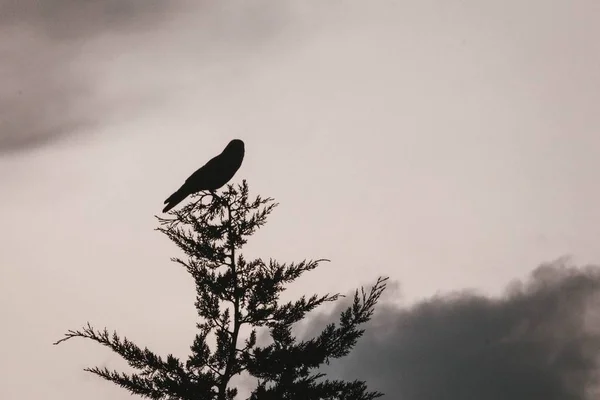 Een enkele vogel op een top van een boom — Stockfoto