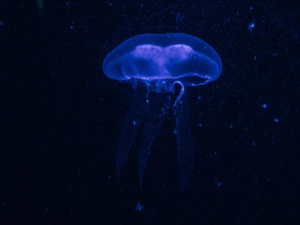 Крупный план голубой медузы в тёмно-синей воде — стоковое фото