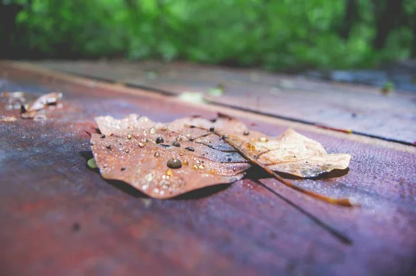 Gros plan d'une feuille tombée d'automne sur une surface en bois — Photo