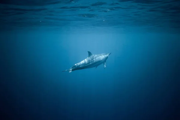 Beautiful underwater shot of a large whale swimming during a sunny day at the sea