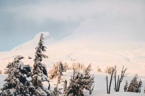 Grande Tiro Montanhas Cheias Neve Branca Abetos Sob Céu Limpo — Fotografia de Stock