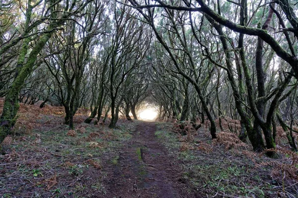 Hermosa toma de un sendero en el bosque que conduce hacia una luz rodeada de árboles — Foto de Stock