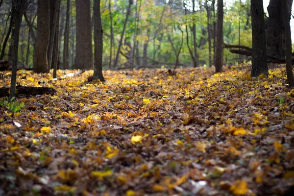Low angle shot of leafs on the ground in a forest and trees