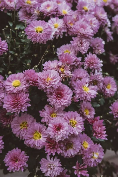 Hermosas montañas de color púrpura claro en un jardín —  Fotos de Stock