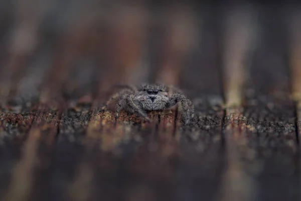 Hoppande spindel — Stockfoto