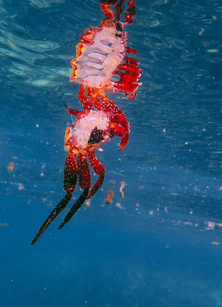 Tiro vertical de um caranguejo vermelho na água — Fotografia de Stock