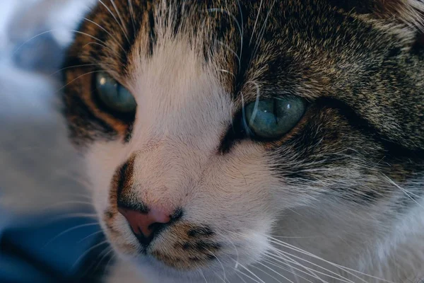 Närbild av en tabby katt tittar på kameran med blå ögon — Stockfoto