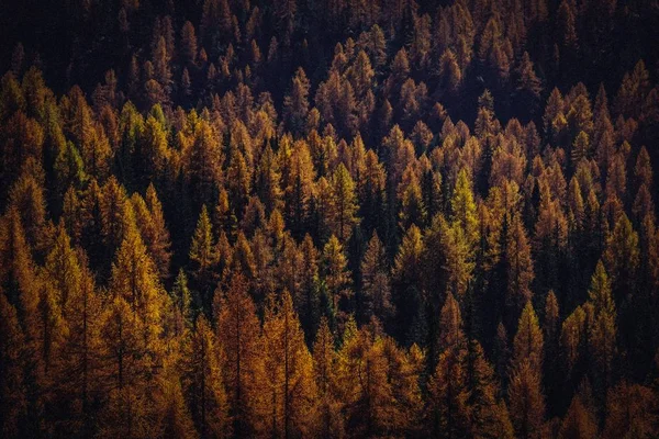 Tiro aéreo de árvores amarelas e marrons — Fotografia de Stock