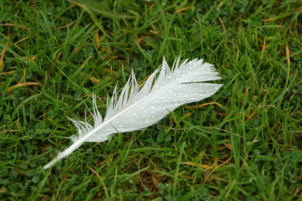 Bird feather with rain drops — Stock Photo, Image