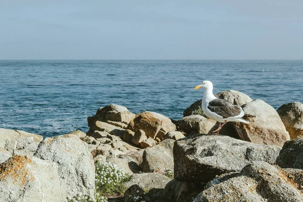 Gaviota sentada sobre rocas cerca del mar en California — Foto de Stock