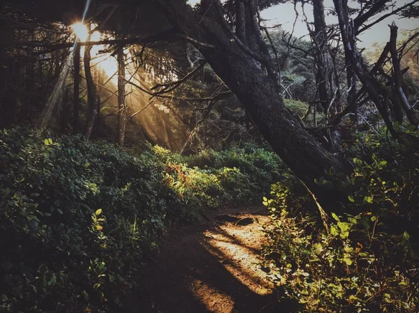 Cesta uprostřed lesa se sluncem svítícíma stromy — Stock fotografie
