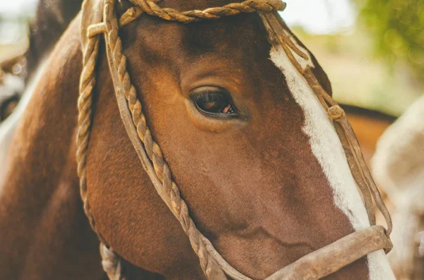 Gros plan d'un beau cheval apprivoisé — Photo