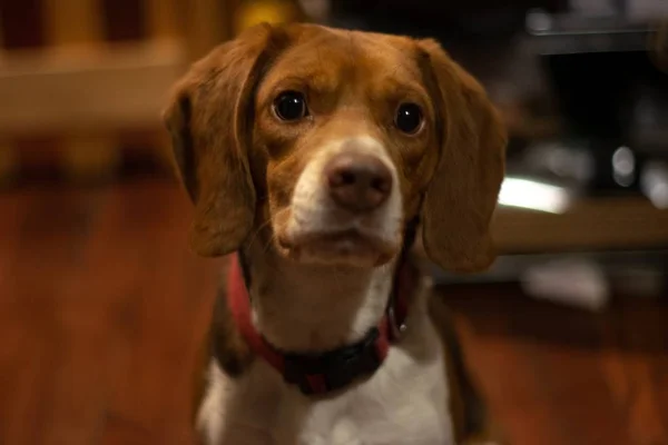 Bulanık arka plan ile oturan sevimli bir yerli köpek Closeup — Stok fotoğraf