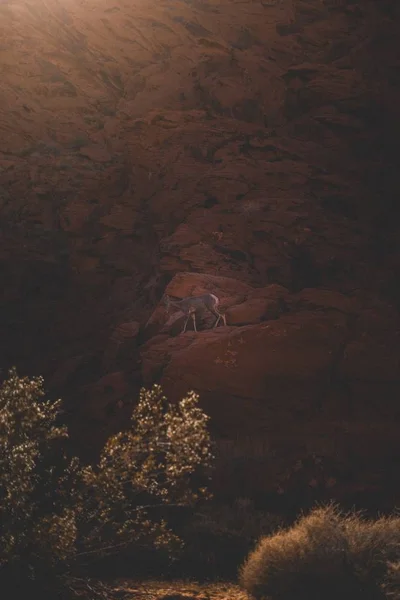 Deer climbing a red rocky formation — Stock Photo, Image