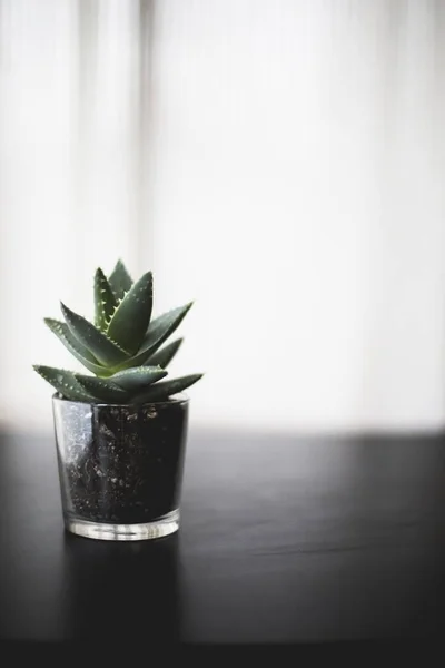 Gros plan vertical d'une plante tropicale dans un vase en verre rempli de terre sur la table — Photo