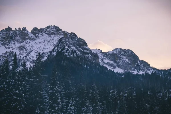 Belo tiro de árvores nevadas perto das montanhas nevadas com céu limpo no fundo — Fotografia de Stock