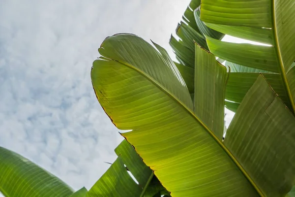 청록색 배경에 큰 아름다운 이국적인 열대 잎의 클로즈업 샷 — 스톡 사진