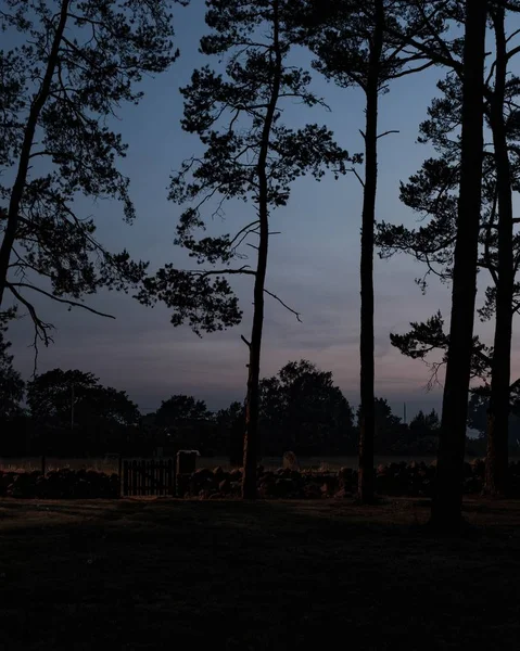 Bela noite no parque com árvores e céu nublado — Fotografia de Stock