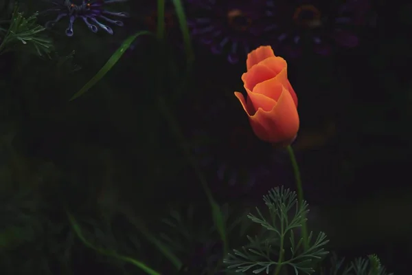 Closeup tiro de uma bela flor de laranja crescendo em um jardim — Fotografia de Stock