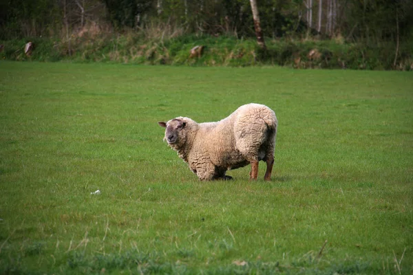Молящиеся овцы — стоковое фото