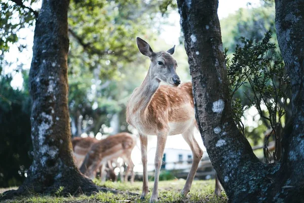 Bellissimo cervo selvatico in natura — Foto Stock