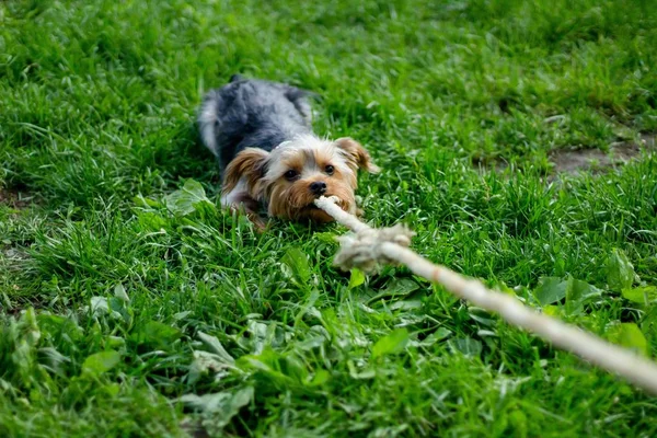 Terrier segurando uma corda em sua boca e puxando-a para trás — Fotografia de Stock