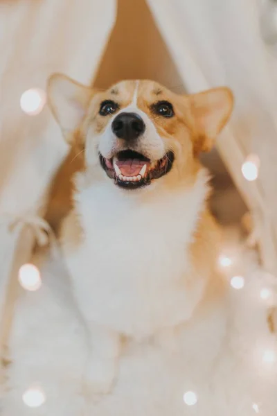 น่ารักน่ารักในประเทศ Pembroke Welsh Corgi ลูกสุนัข — ภาพถ่ายสต็อก