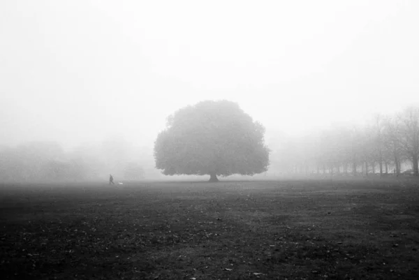 Un hermoso tiro de un árbol alto y solitario en un campo de niebla —  Fotos de Stock