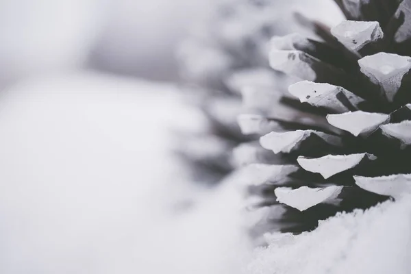 Closeup shot of beautiful white pinecones in the snow with a blurred background — Stock Photo, Image