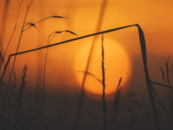 Zbliżenie strzał z suszonej trawy w polu ze słońcem niewyraźne w tle o świcie — Zdjęcie stockowe