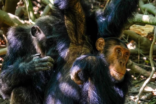 Primer plano de un chimpancé cerca el uno del otro con un fondo natural borroso — Foto de Stock
