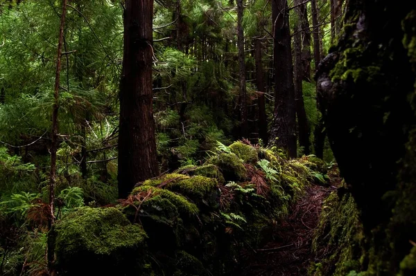 地面に木や苔が生えている森の美しいショット — ストック写真
