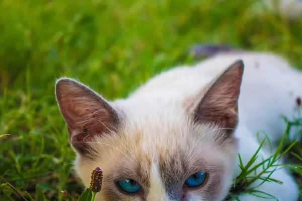 Крупним планом домашній милий кіт з красивими блакитними очима, що лежать в траві — стокове фото