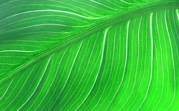 Une feuille verte — Photo