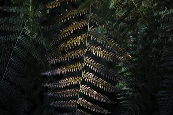 Close-up shot van een Fern bladeren met natuurlijke achtergrond — Stockfoto