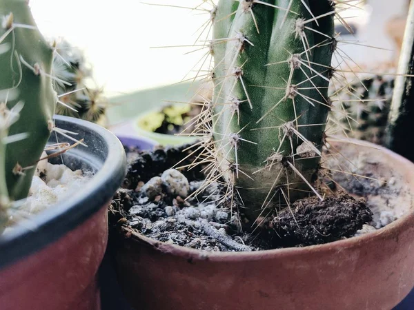 Primo piano di un cactus in una pentola in un appartamento — Foto Stock