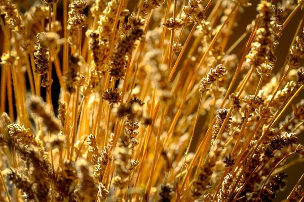 Closeup shot of yellow grass with a blurred background on a sunny day