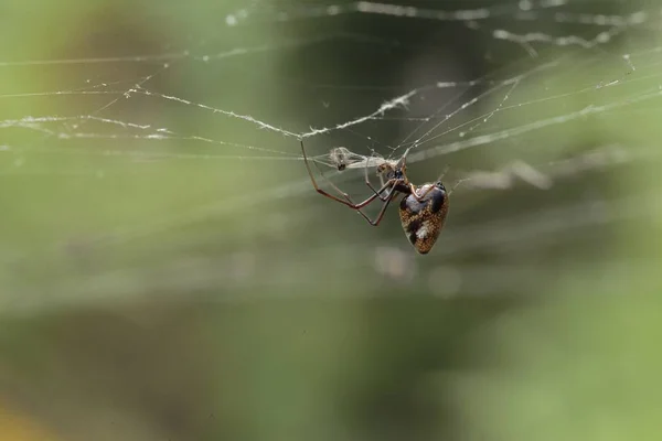 Aranha de Dewdrop de kleptoparasitário, SP de Arygrodes. — Fotografia de Stock